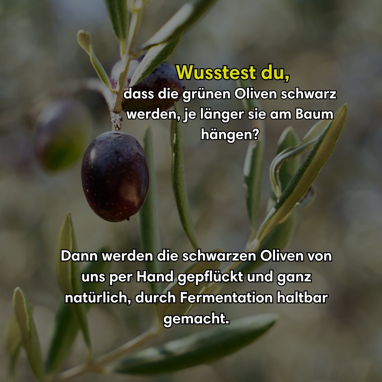 Handgeerntete Schwarze Oliven (Bio)